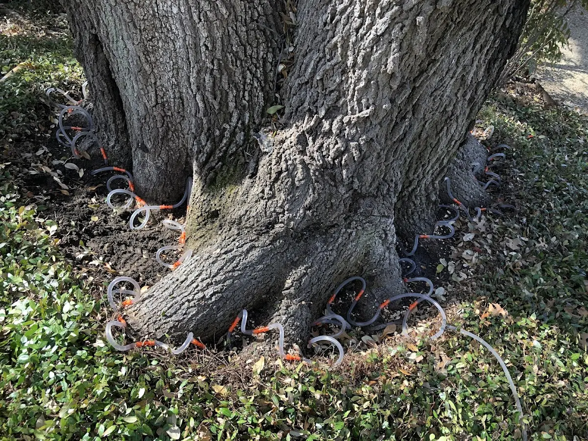 Detailed Tree Cabling and Bracing job site in Burnet